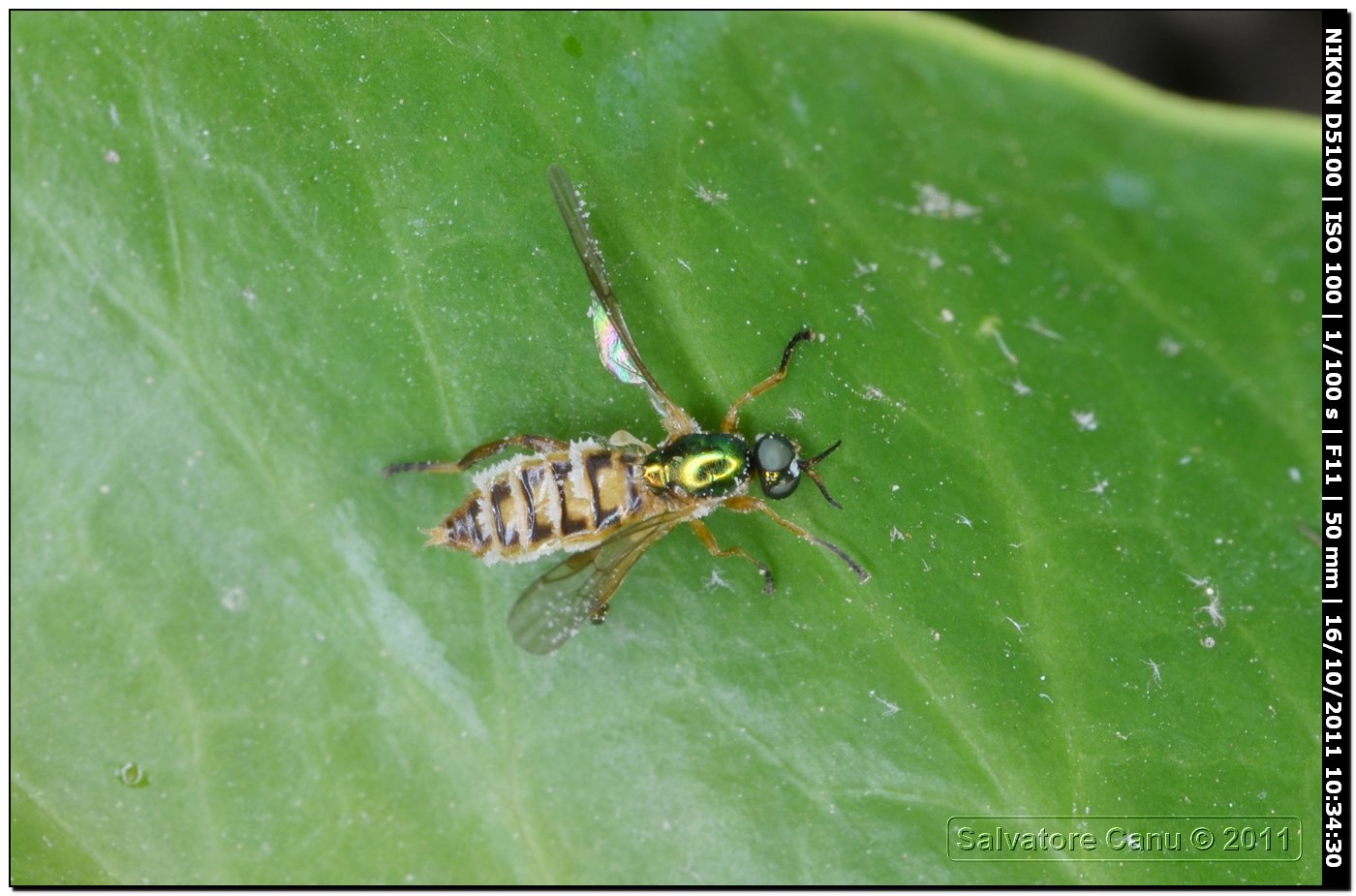 Chorisops sp. parassitata
