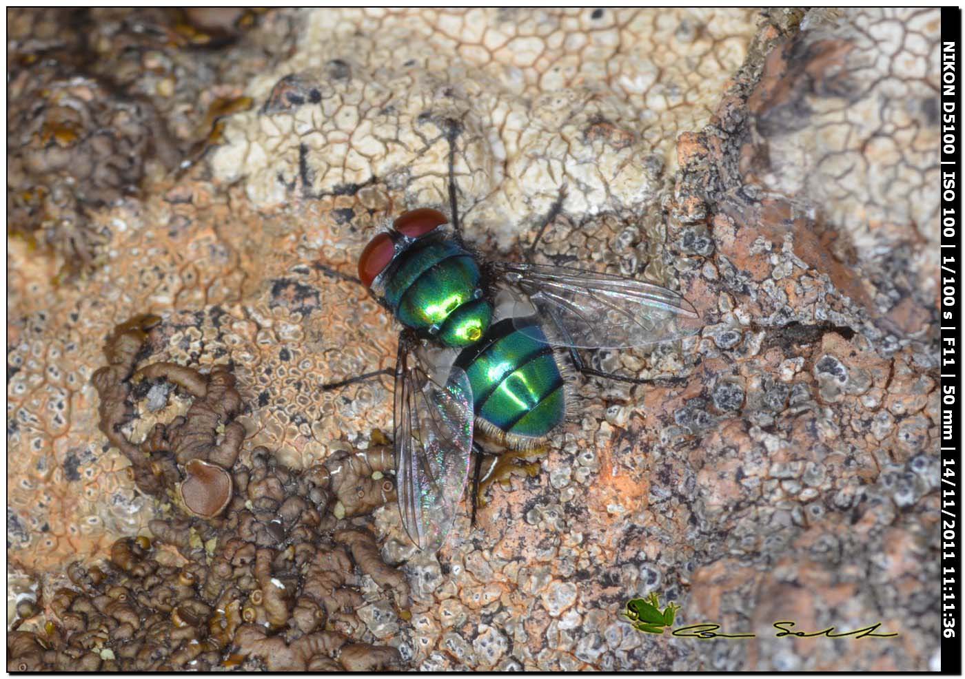 Chrysomya albiceps ♂ (Calliphoridae)