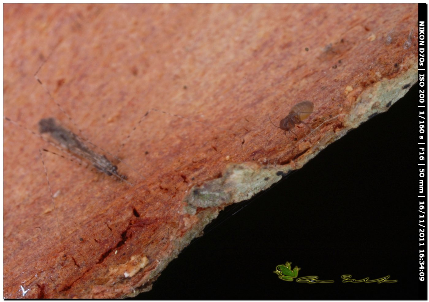 micro da 1 mm: Psocoptera