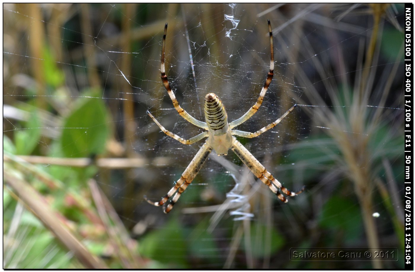 Giovane Argiope ♀, colori ancora non definiti