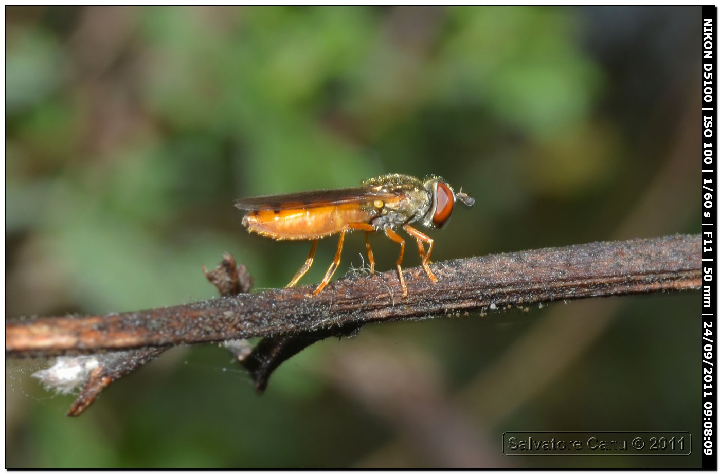 Platycheirus fulviventris