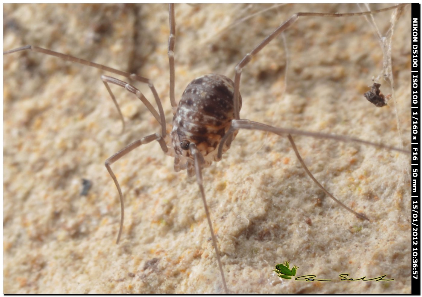 Opilione sardo: Leiobuninae gen. et sp. indet.