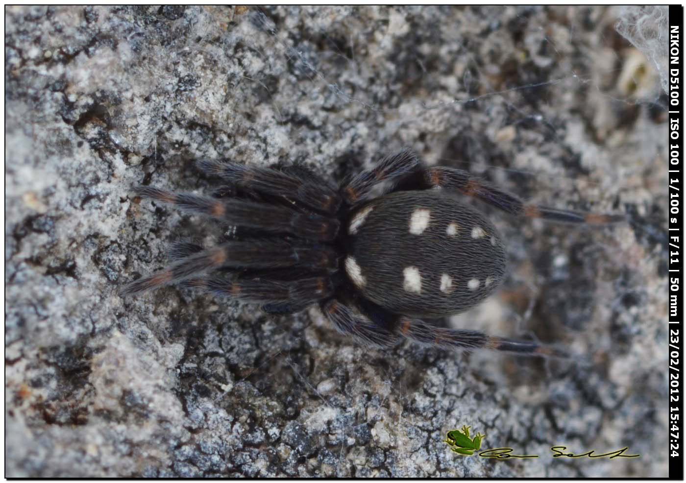 Nurscia albomaculata da Uri