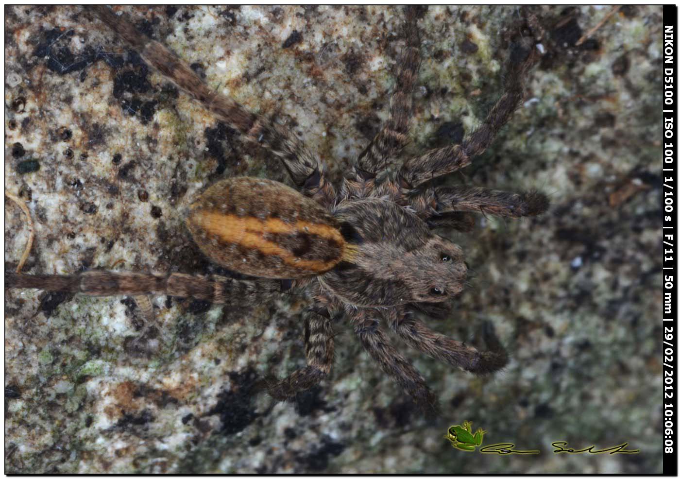 Alopecosa sp.  da Usini