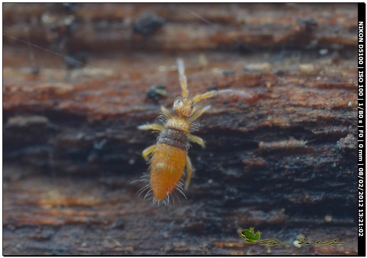 Collembolo giallo da Usini: Entomobrya atrocincta, maschio
