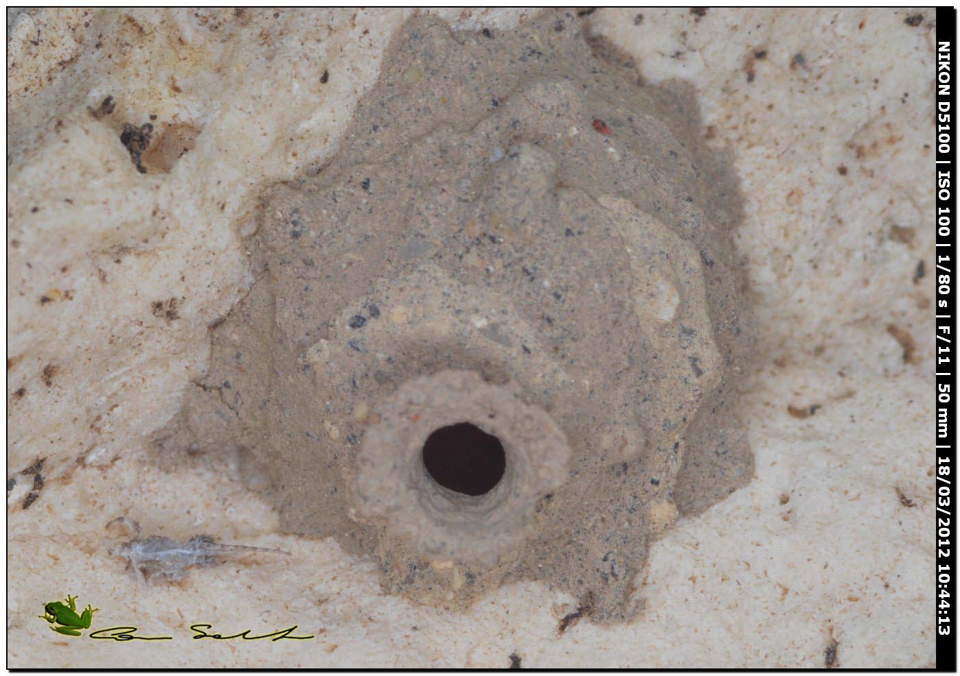 Cella di Eumenes sp.