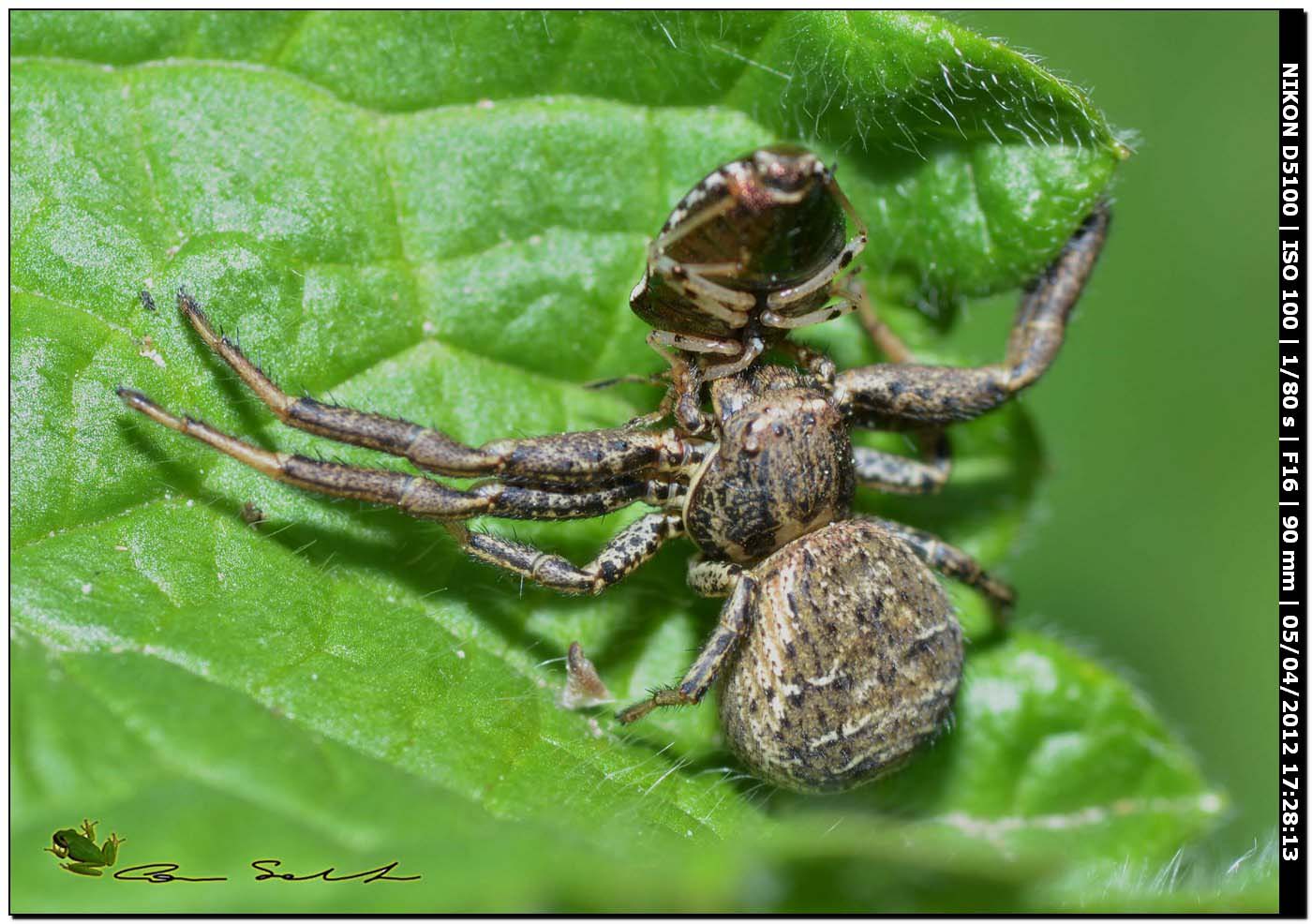 Xysticus sp. con preda
