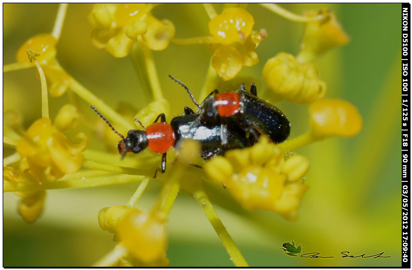 Cantharis sp.? No. Malachiidae; probabile Attalus cyaneus