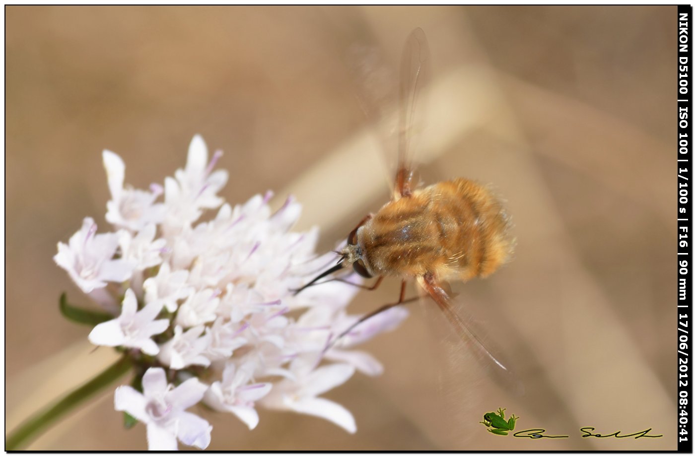 Bombylius sp.