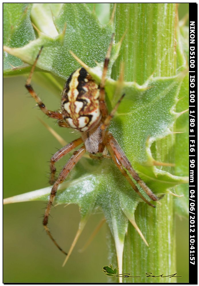 Neoscona adianta