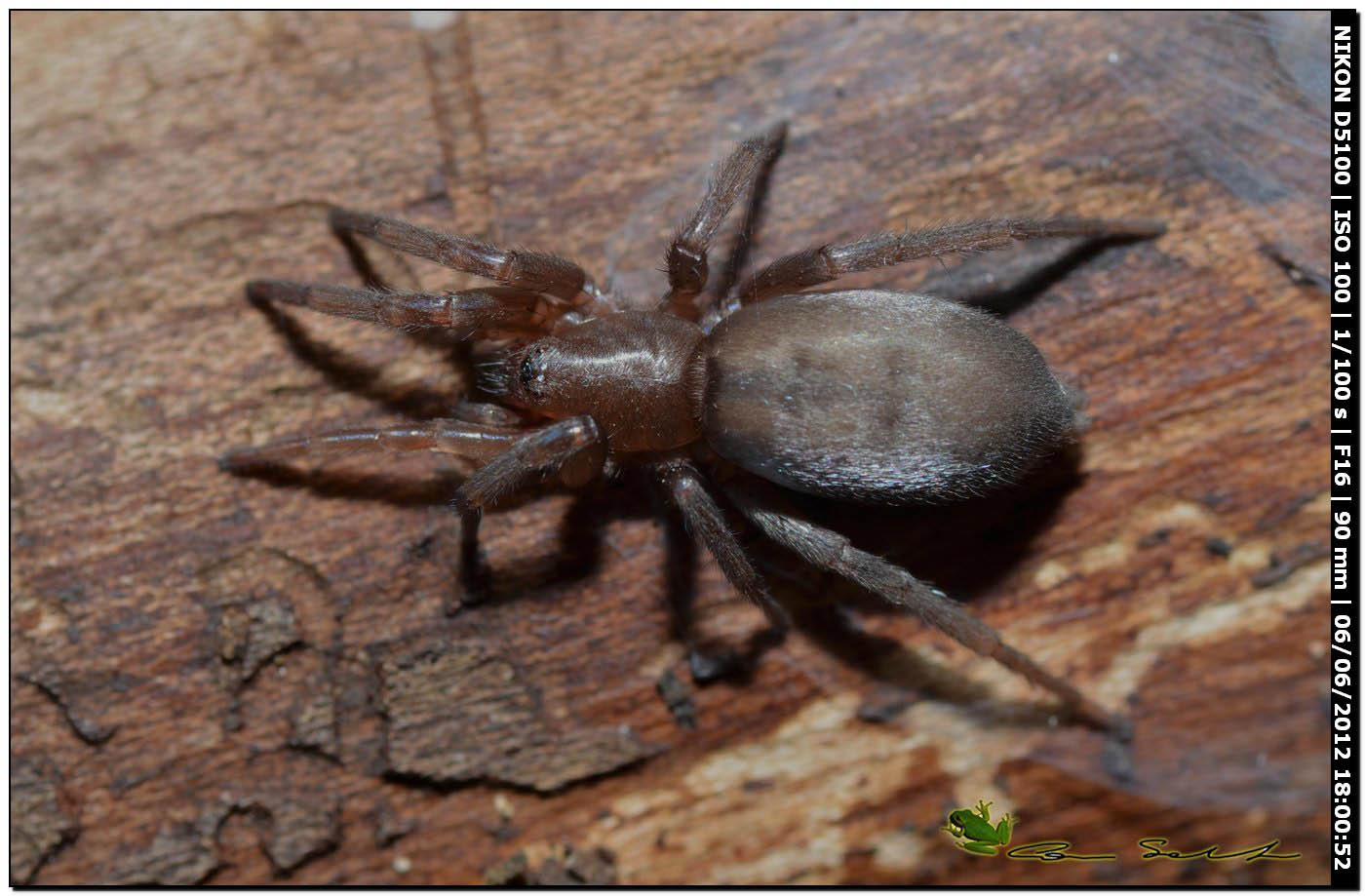 Scotophaeus sp.
