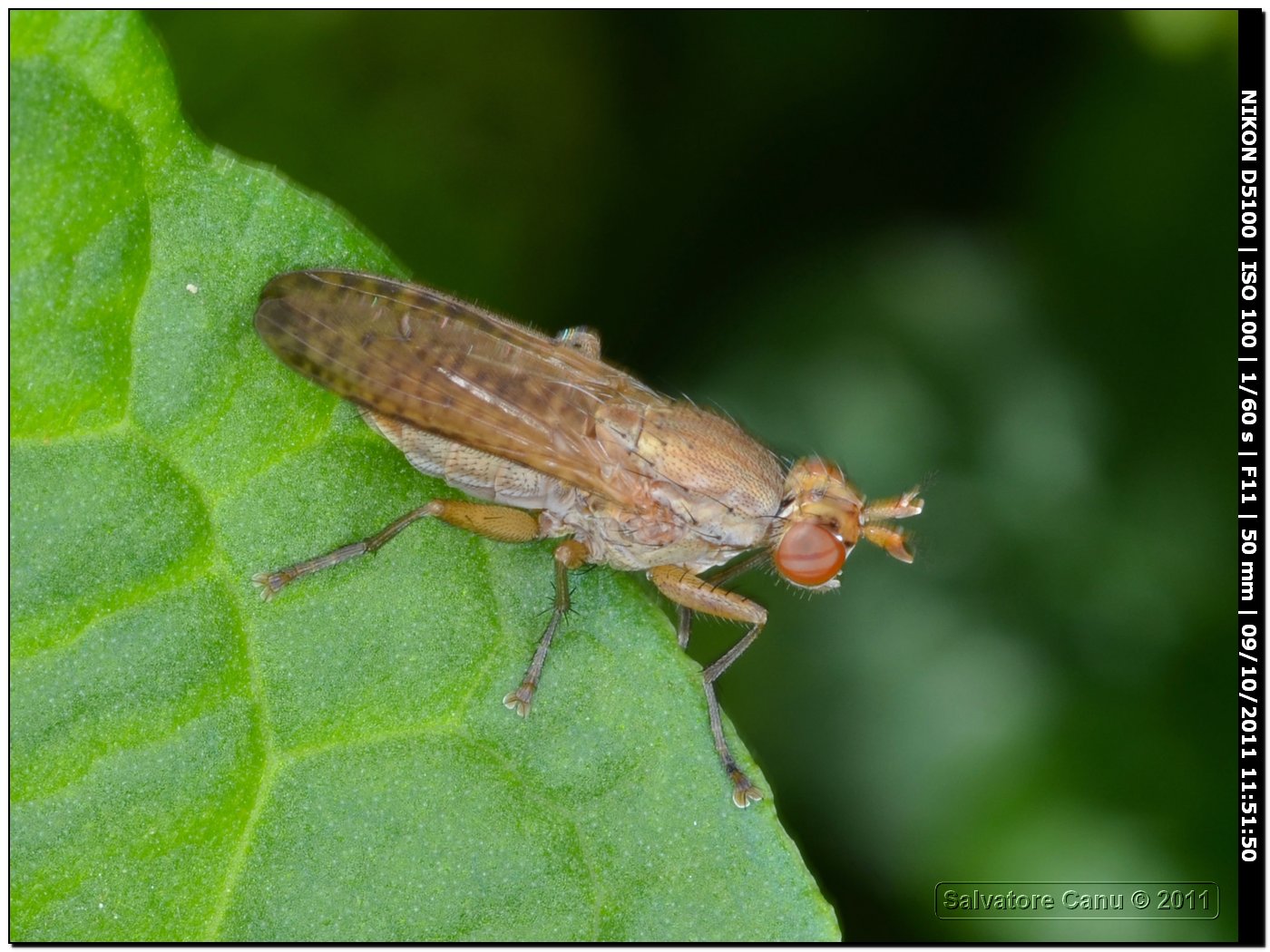 Sciomyzidae:Pherbina cf. coryleti
