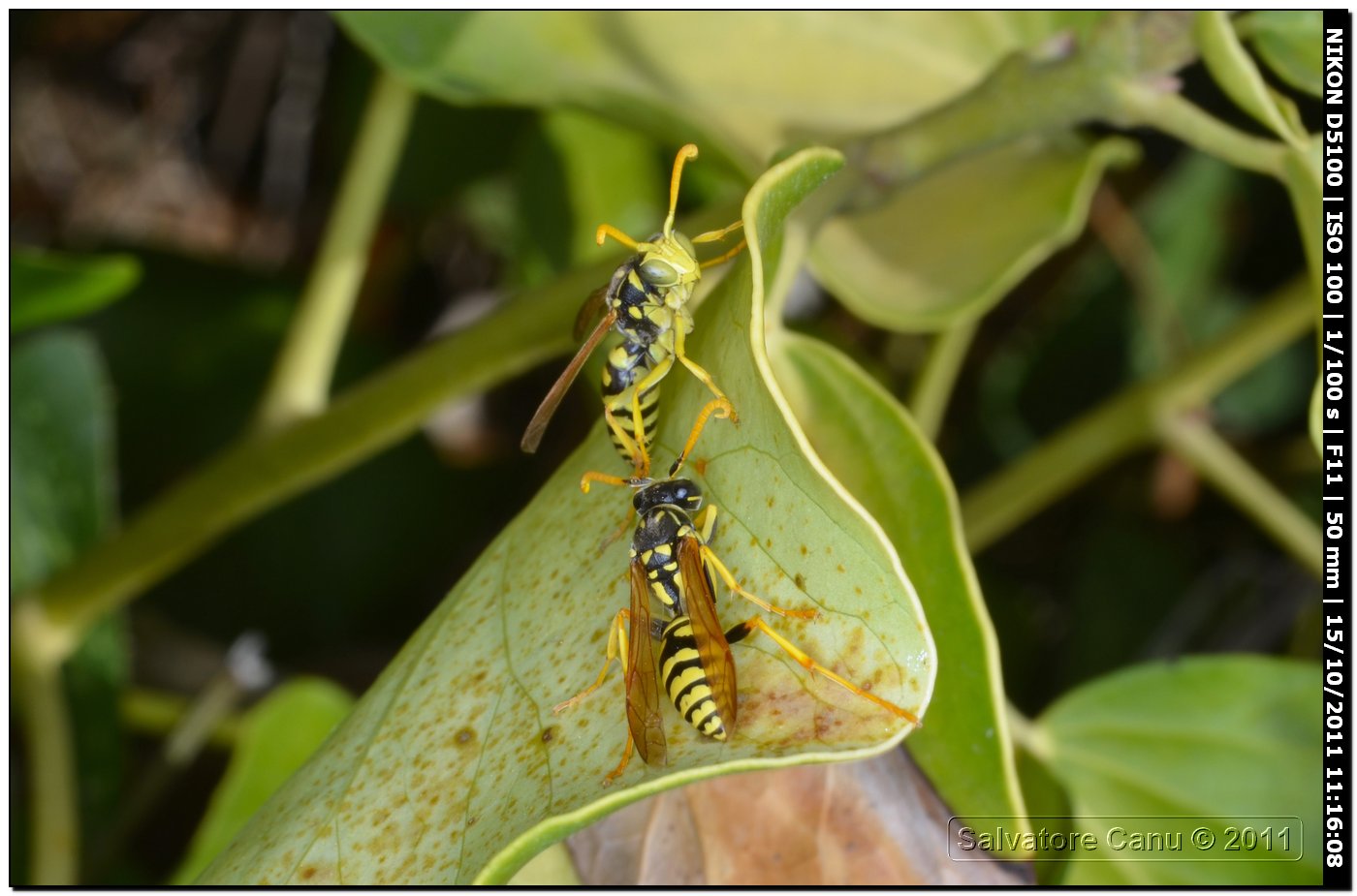 Polistes gallicus ♂ (Vespidae)
