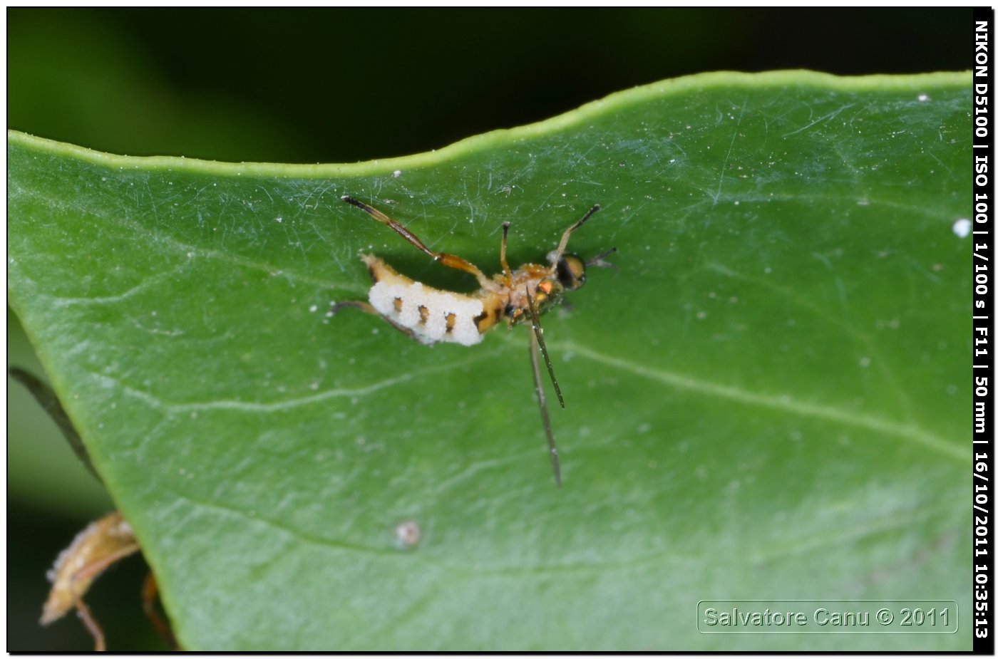 Chorisops sp. parassitata