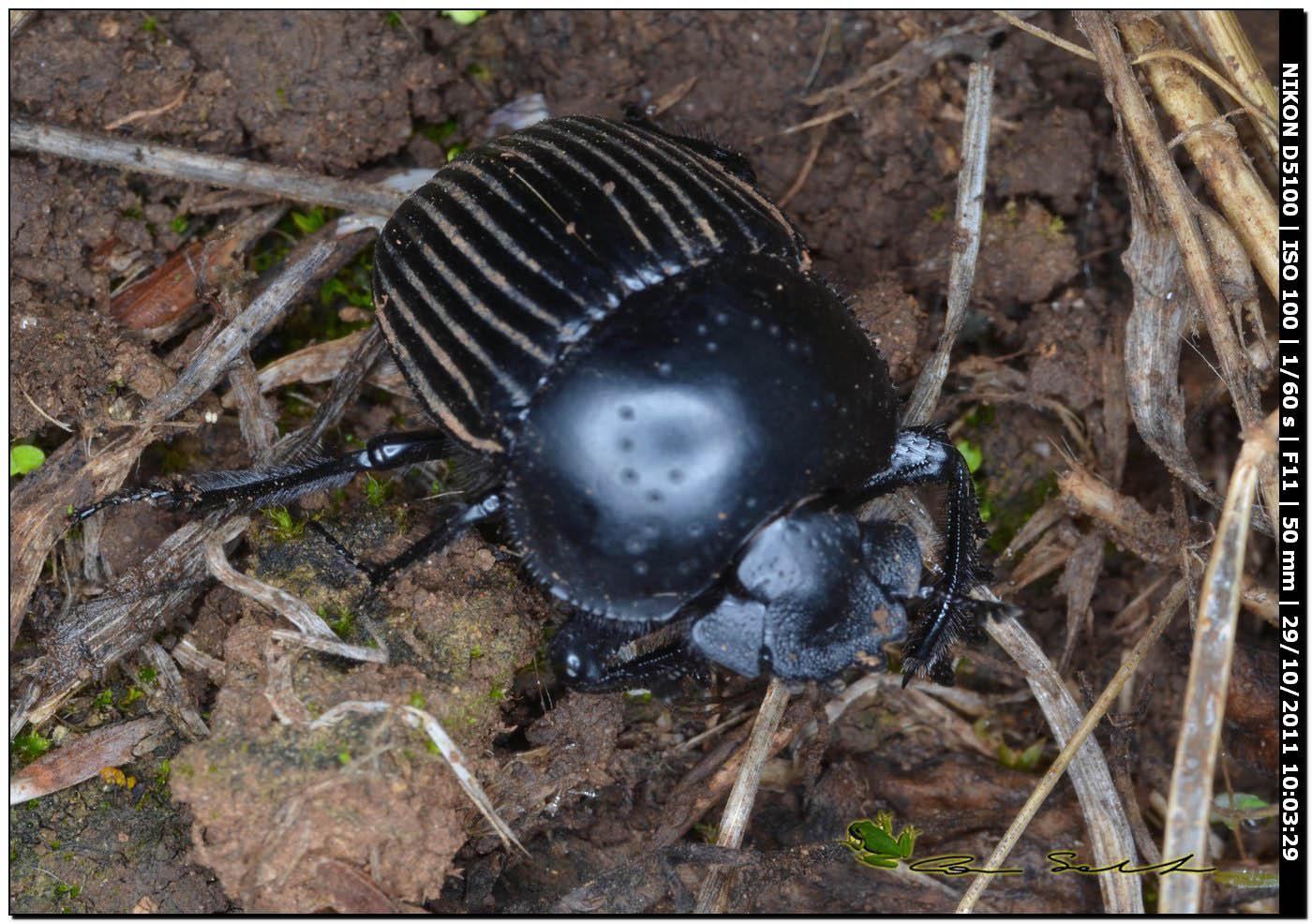 Geotrupidae? no. Scarabaeus laticollis