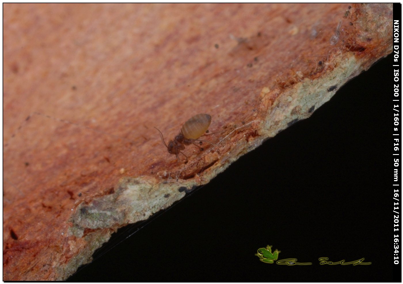 micro da 1 mm: Psocoptera