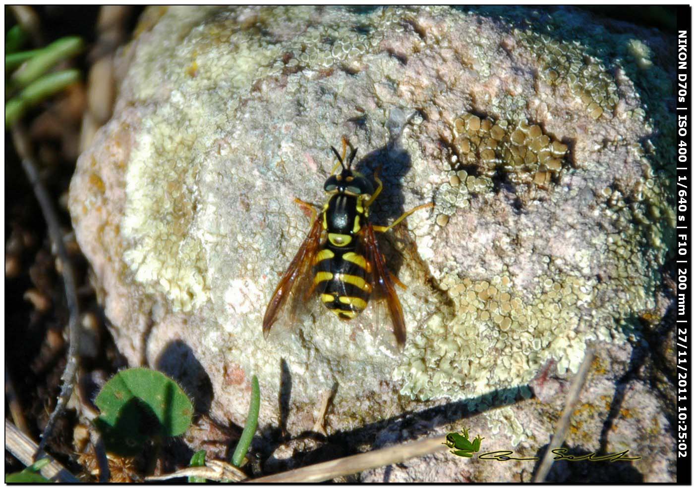 Syrphidae, Chrysotoxum intermedium?