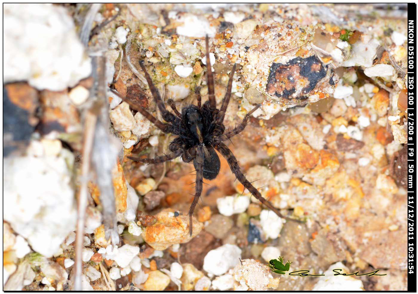 Pardosa sp.