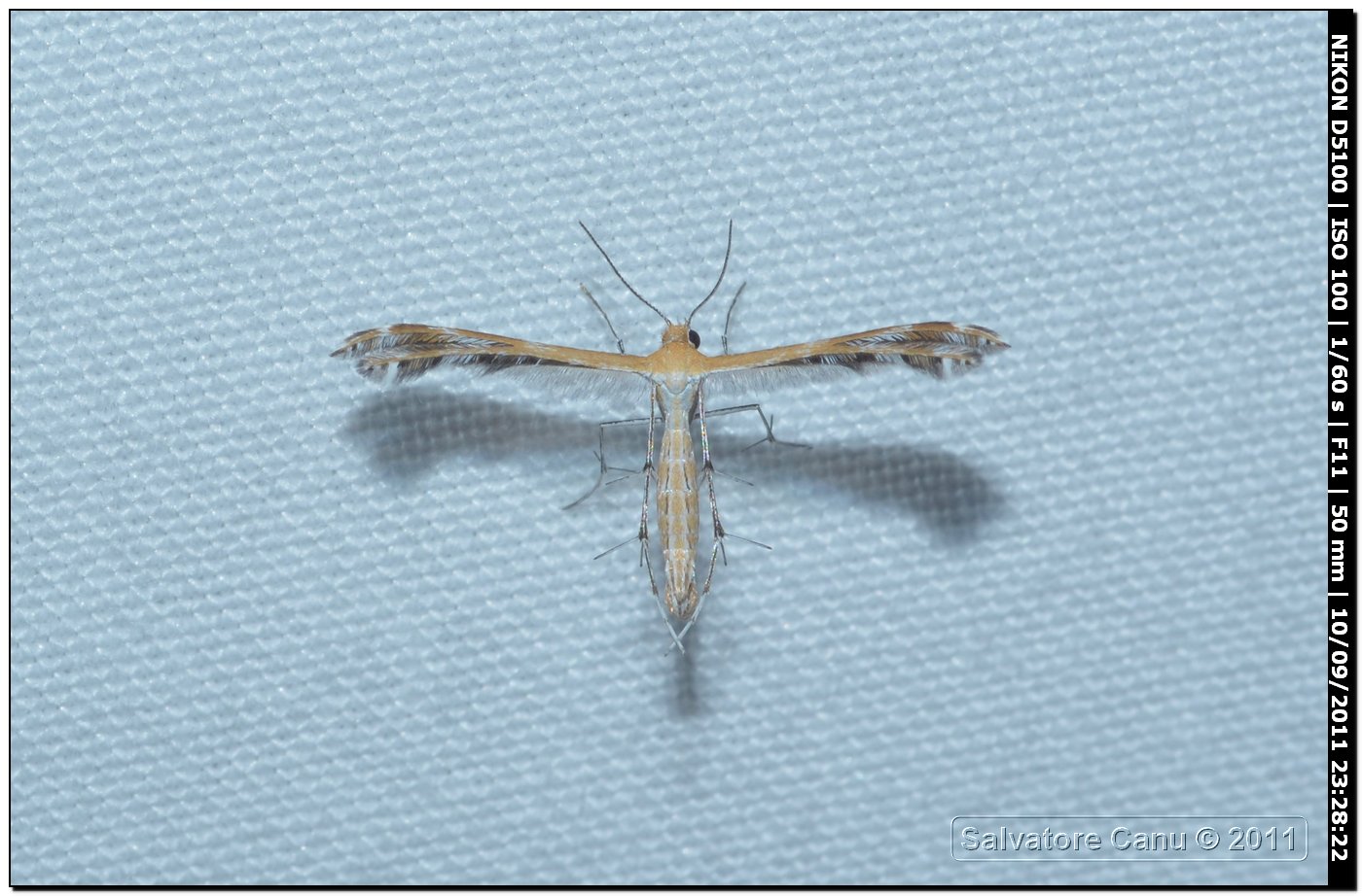 Pterophoridae da id, 3