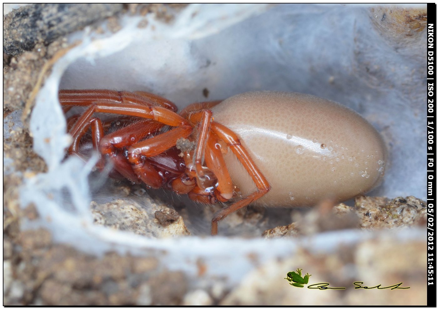 Dysderidae da Usini - Dysdera sp.