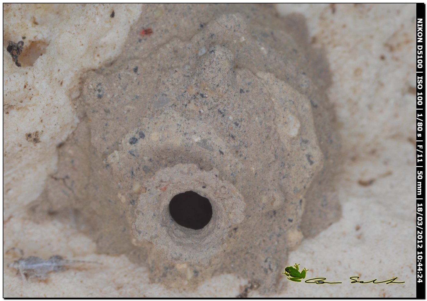 Cella di Eumenes sp.
