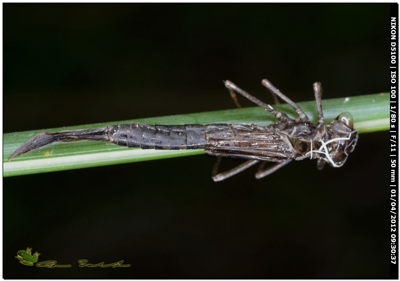 Exuvia di Ischnura genei