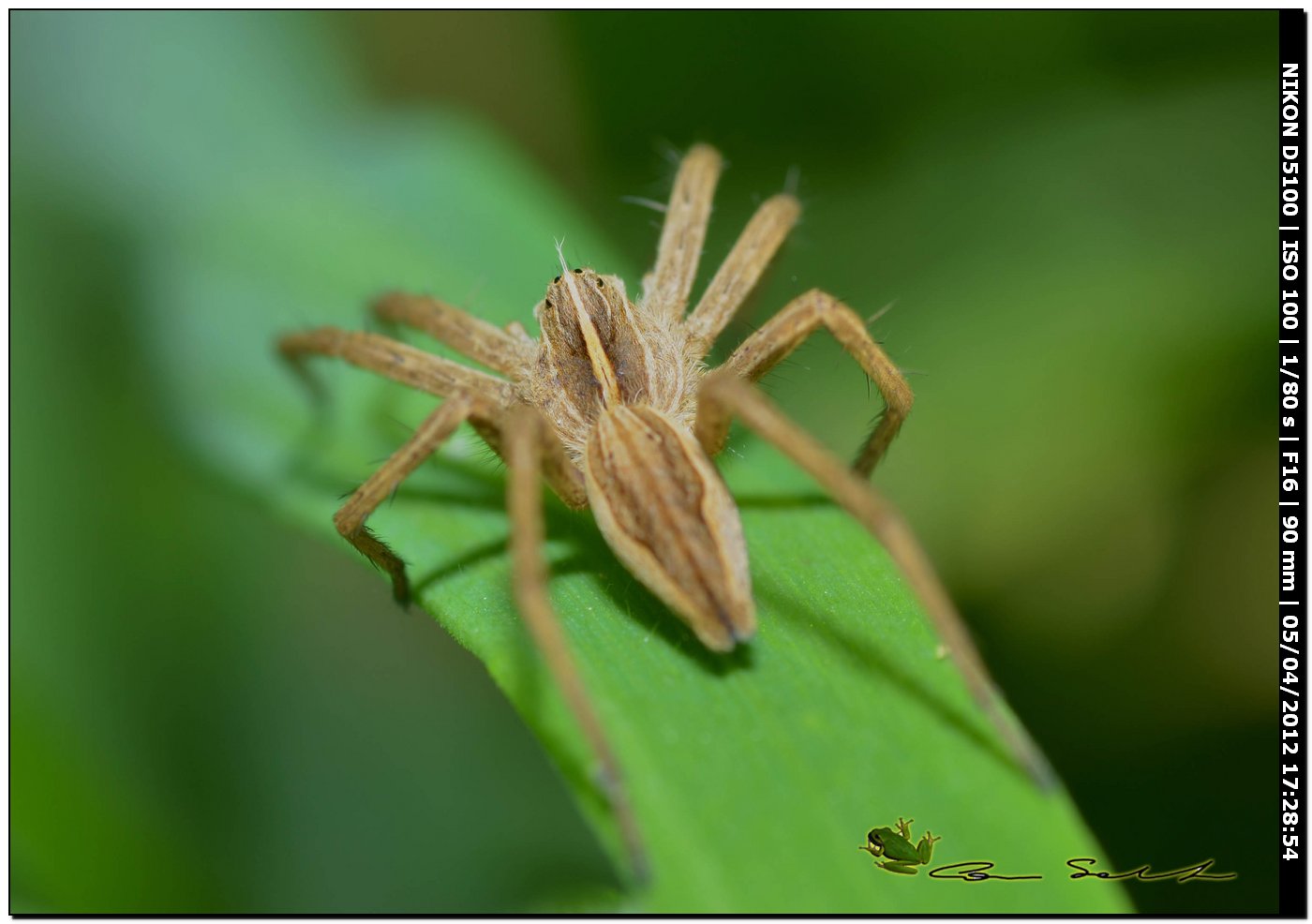Pisaura sp.