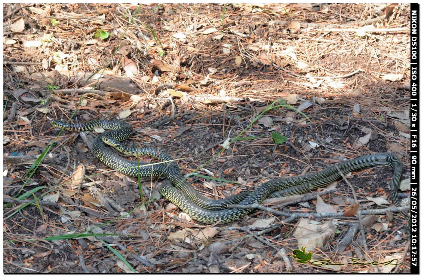 Hierophis viridiflavus, accoppiamento