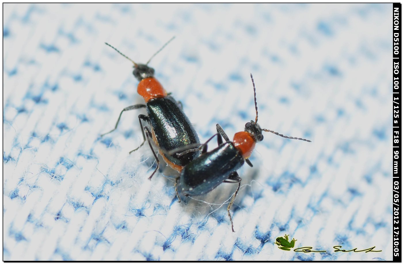 Cantharis sp.? No. Malachiidae; probabile Attalus cyaneus