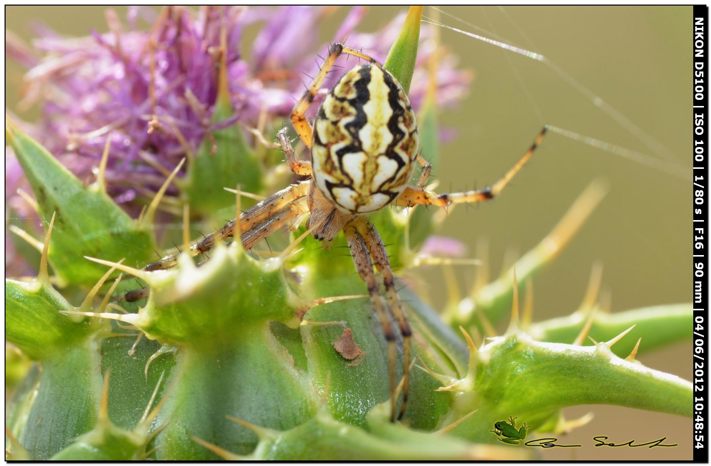 Neoscona adianta