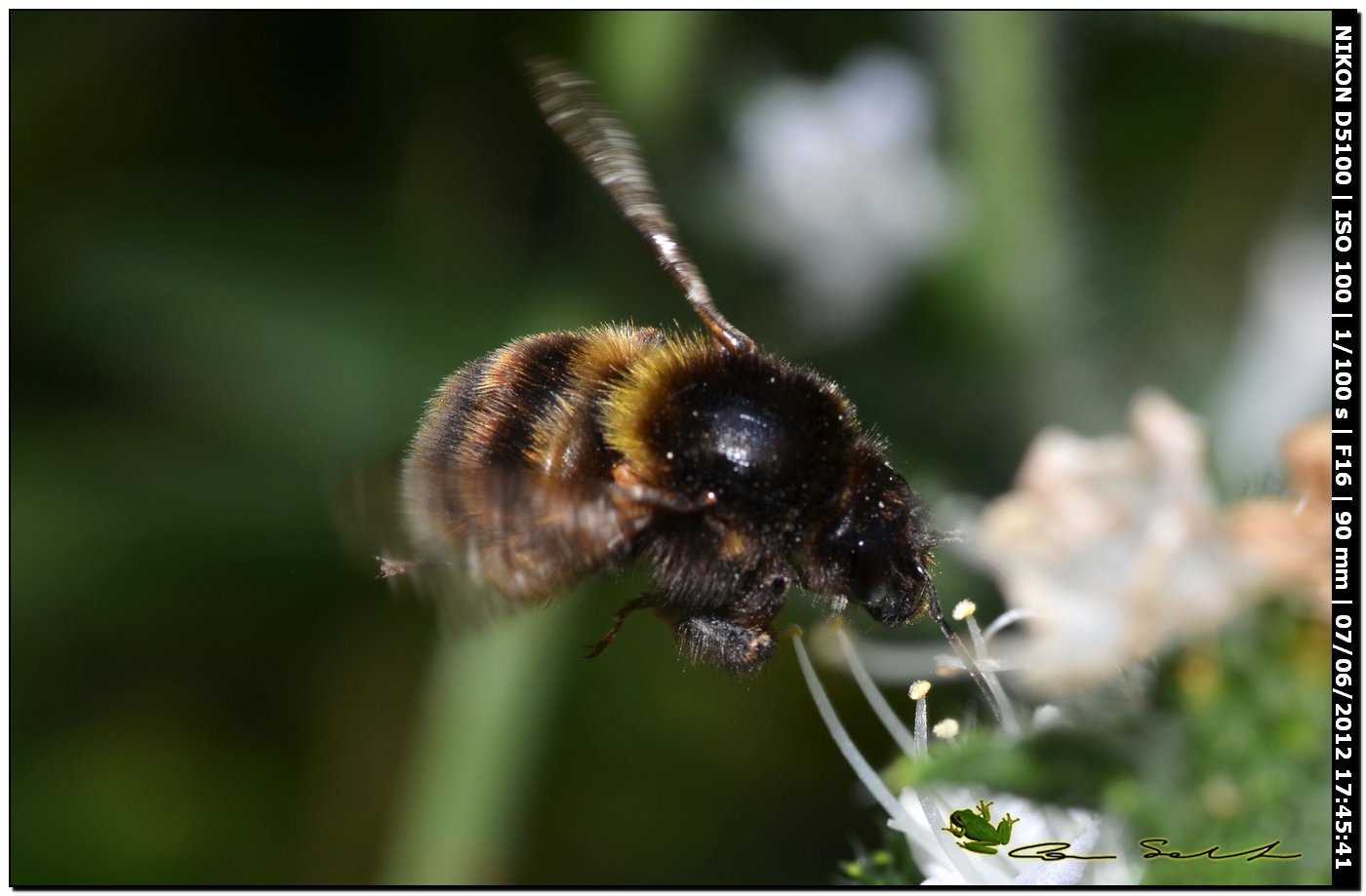 Bombus ruderatus sardiniensis (Apidae)