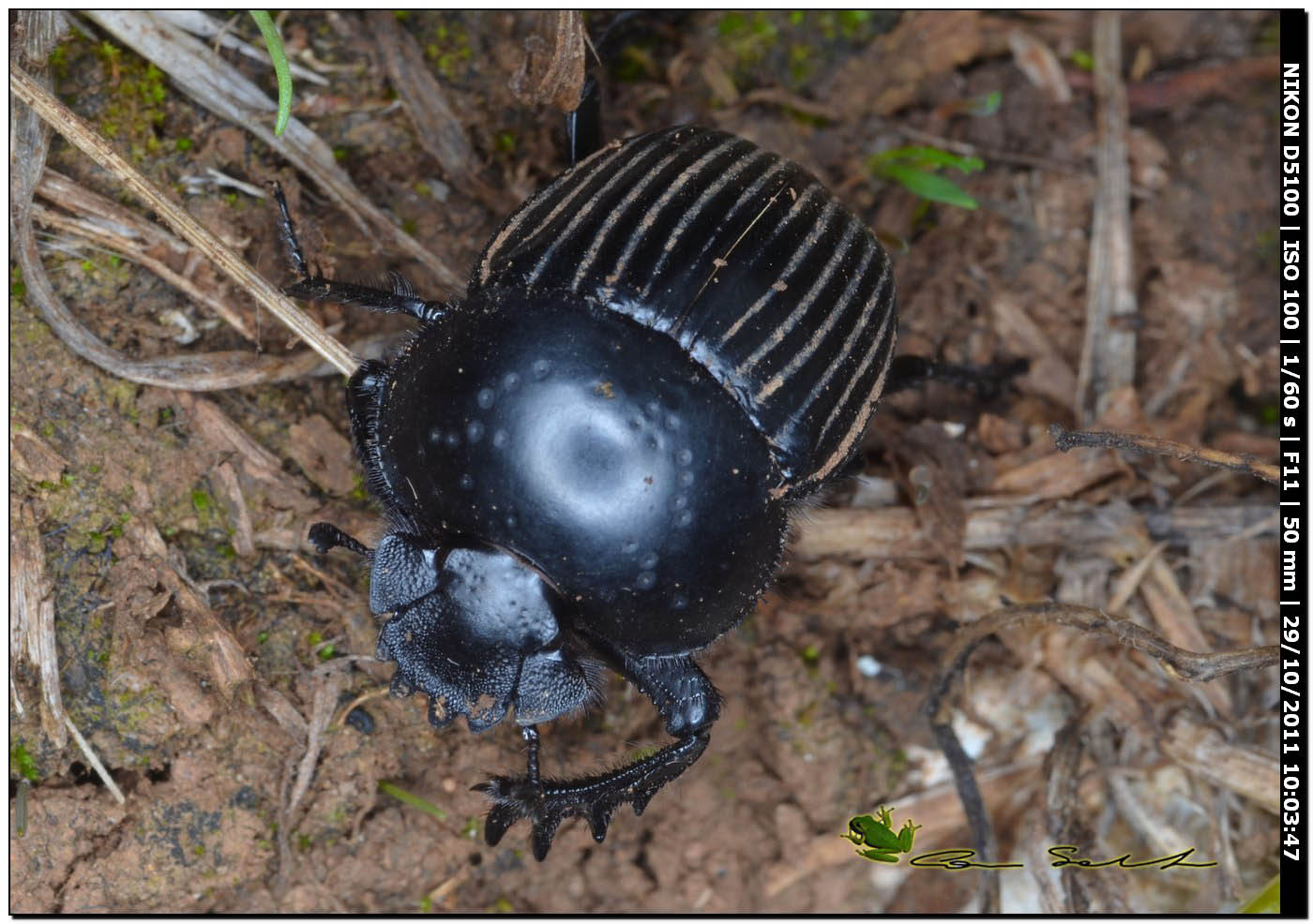 Geotrupidae? no. Scarabaeus laticollis