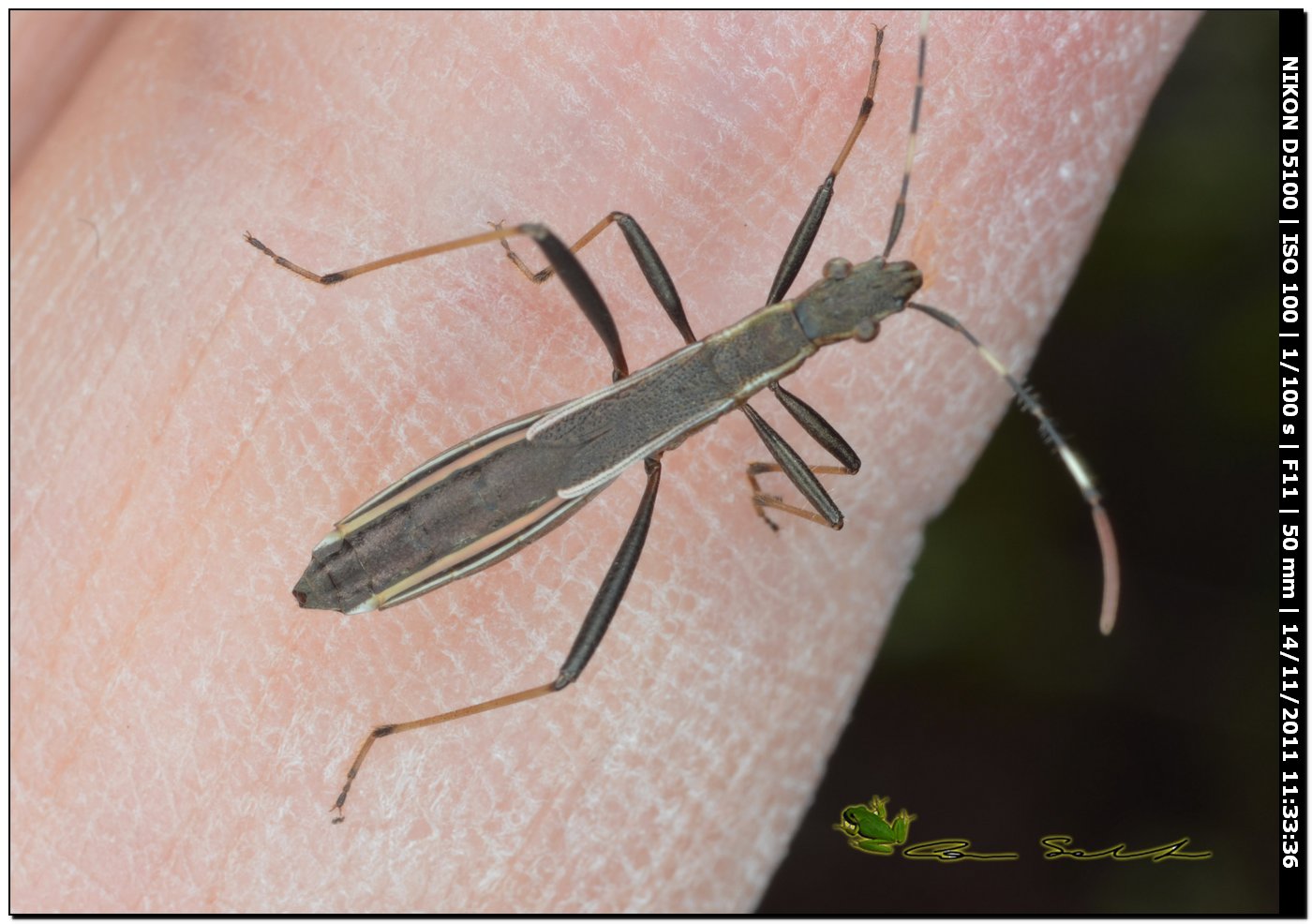 Alydidae: Micrelytra fossularum di Putifigari (Sassari)
