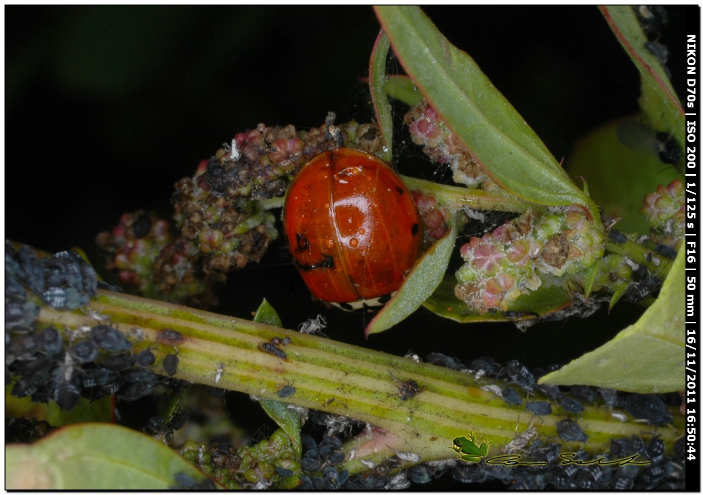 Harmonia axyridis?