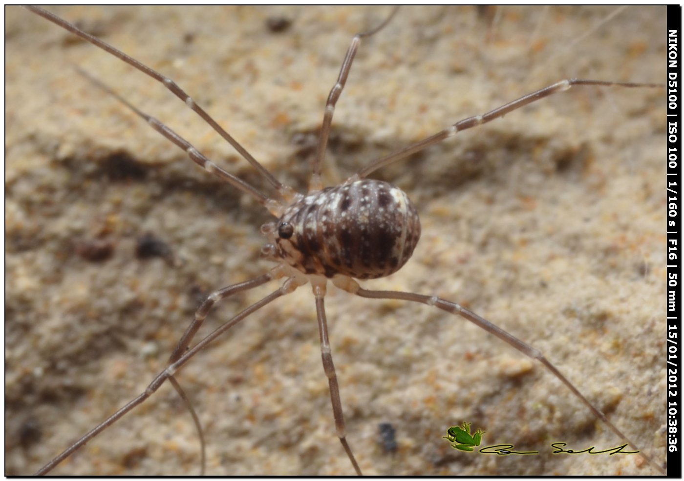 Opilione sardo: Leiobuninae gen. et sp. indet.