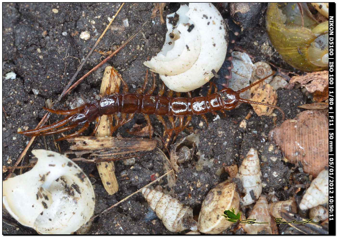 Lithobius sp.?