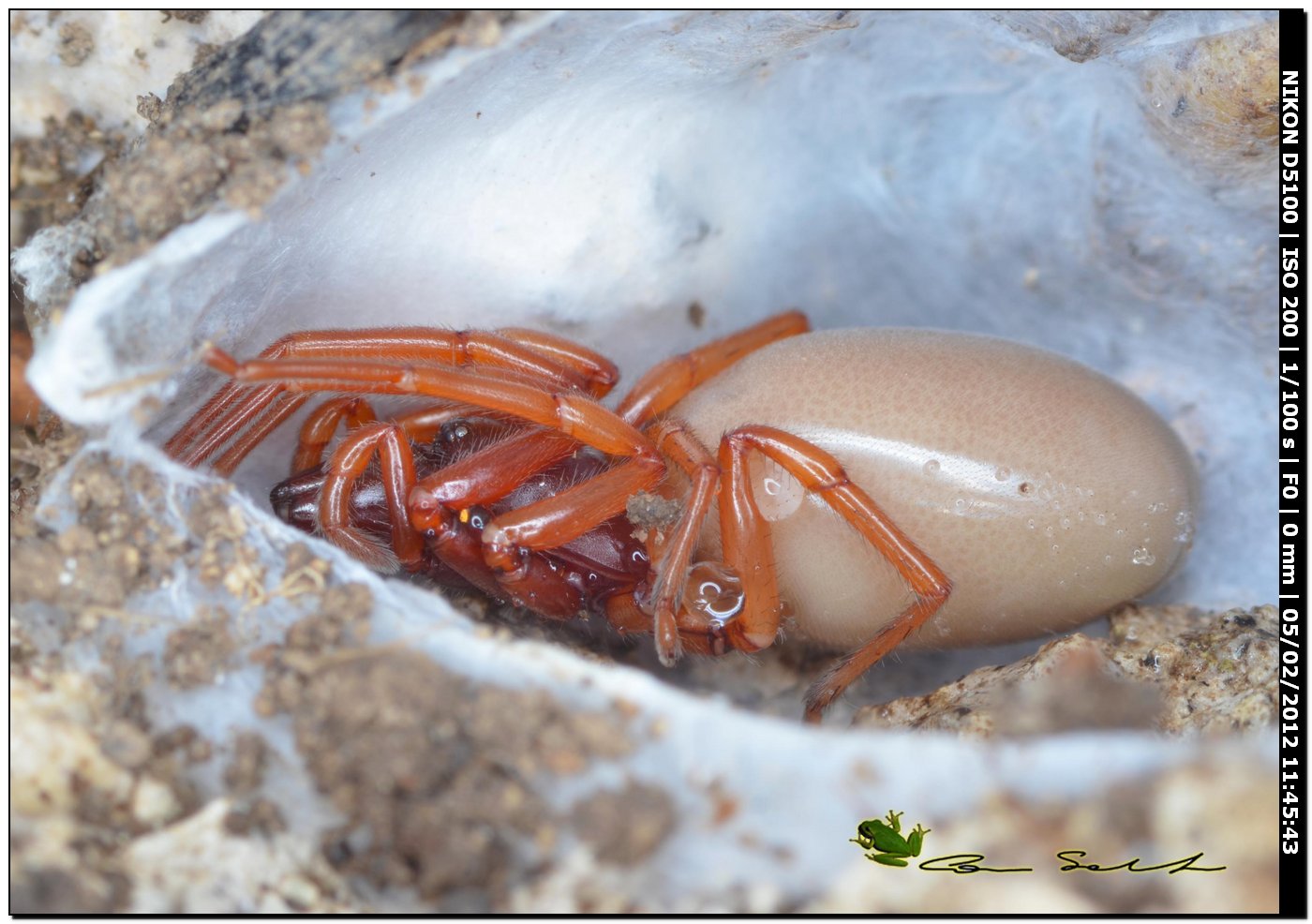 Dysderidae da Usini - Dysdera sp.