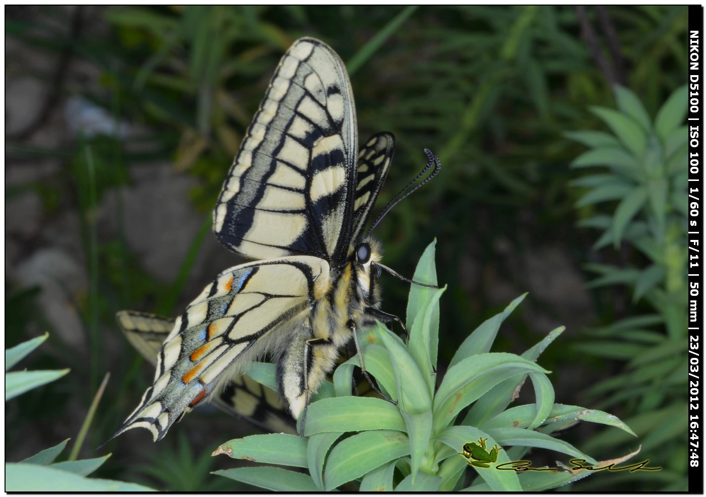 Papilio machaon
