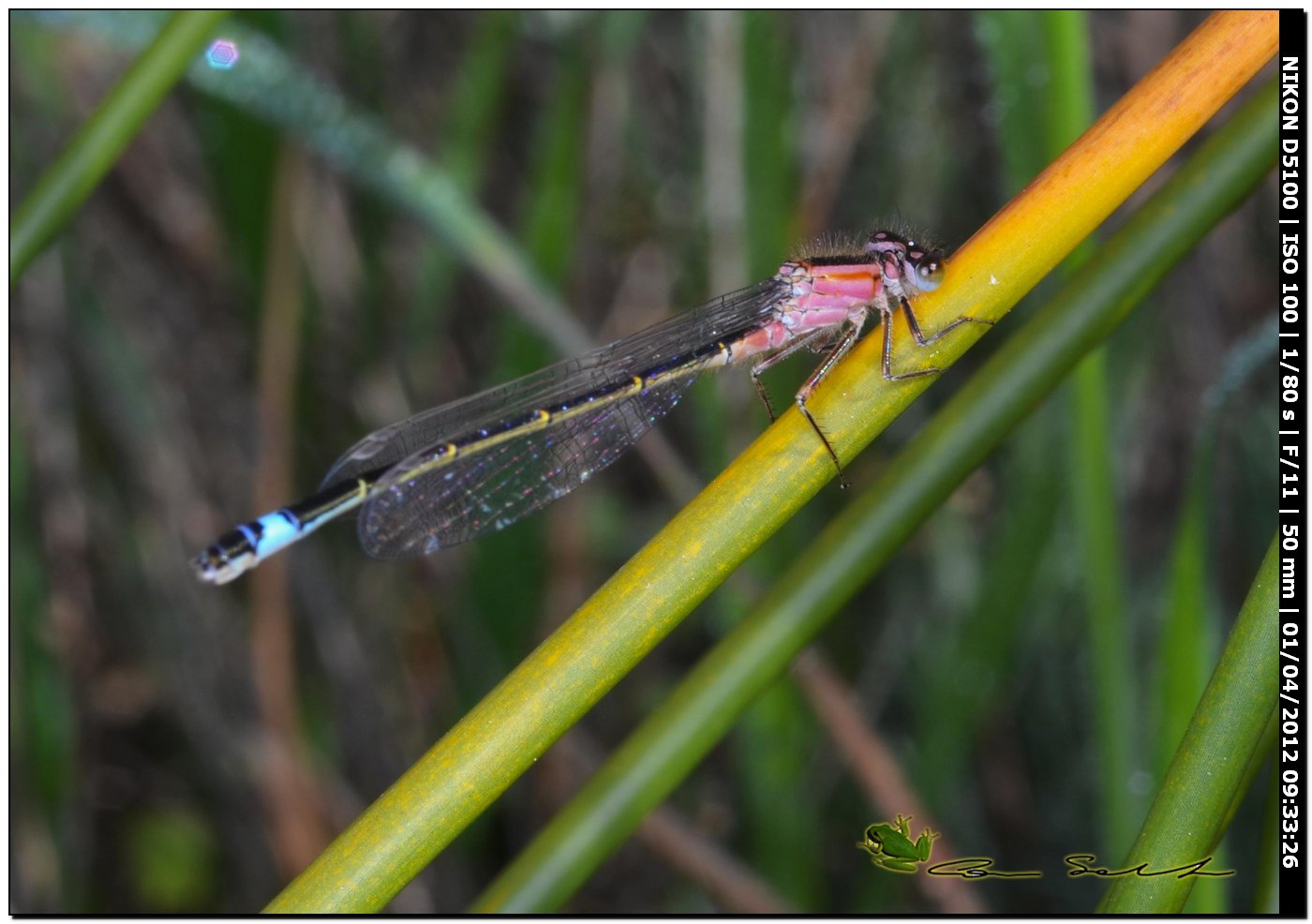 Ischnura genei, la stagione  iniziata