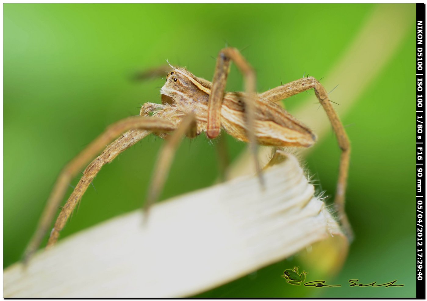 Pisaura sp.