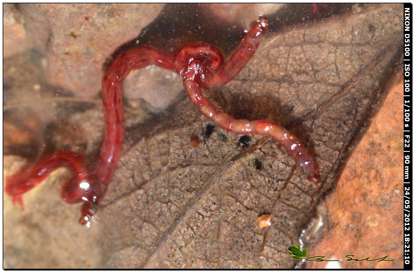 Larve di Chironomidae