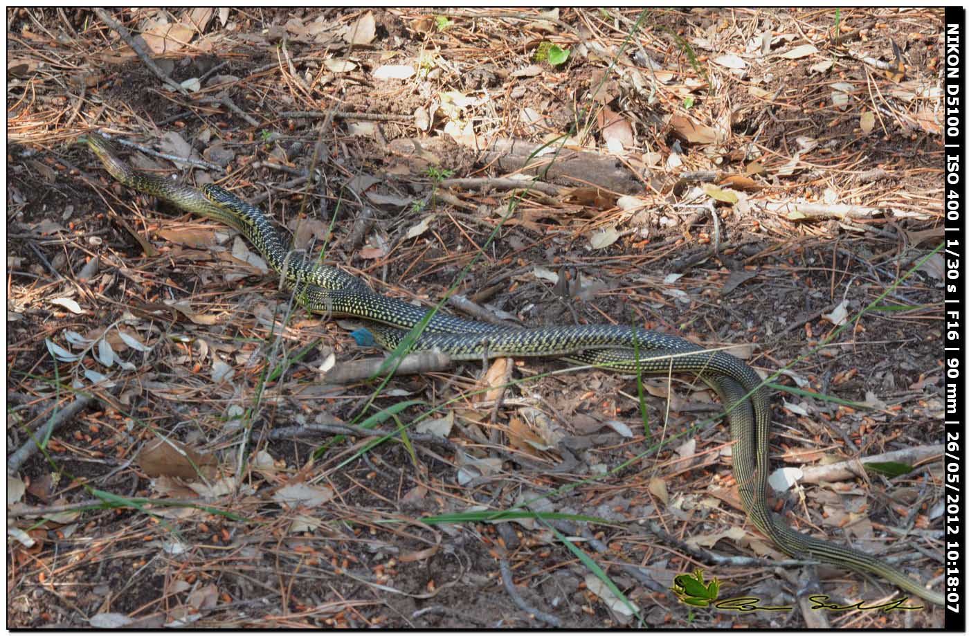 Hierophis viridiflavus, accoppiamento