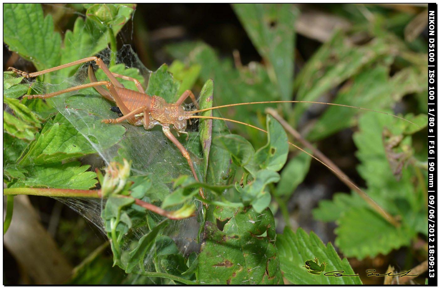 Uromenus sp.?