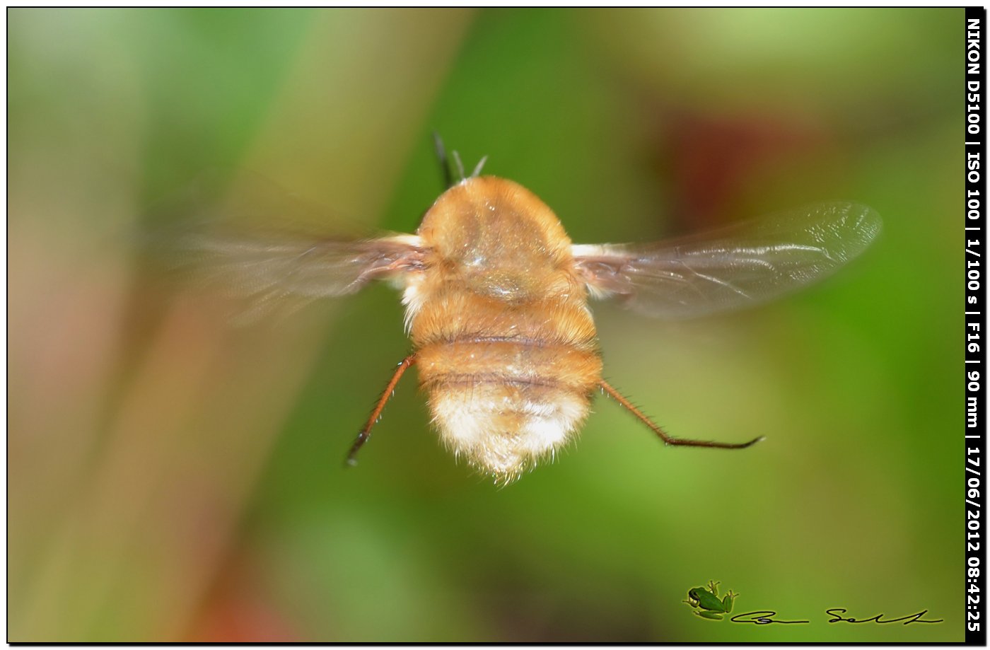 Bombylius sp.
