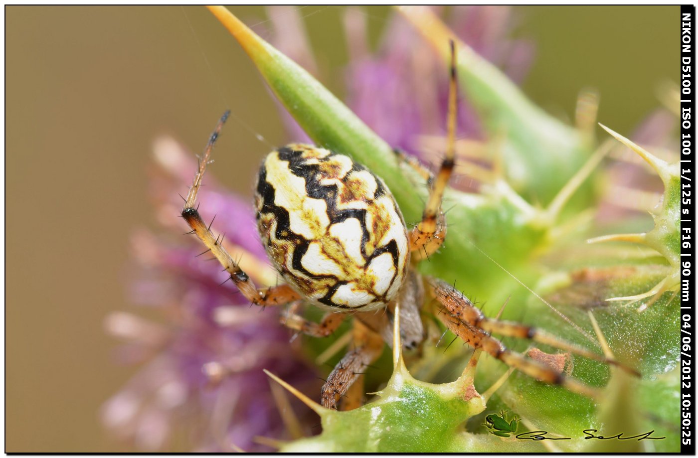 Neoscona adianta