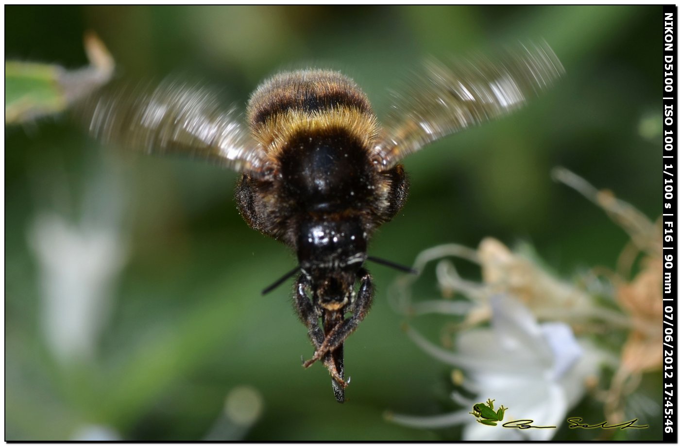 Bombus ruderatus sardiniensis (Apidae)