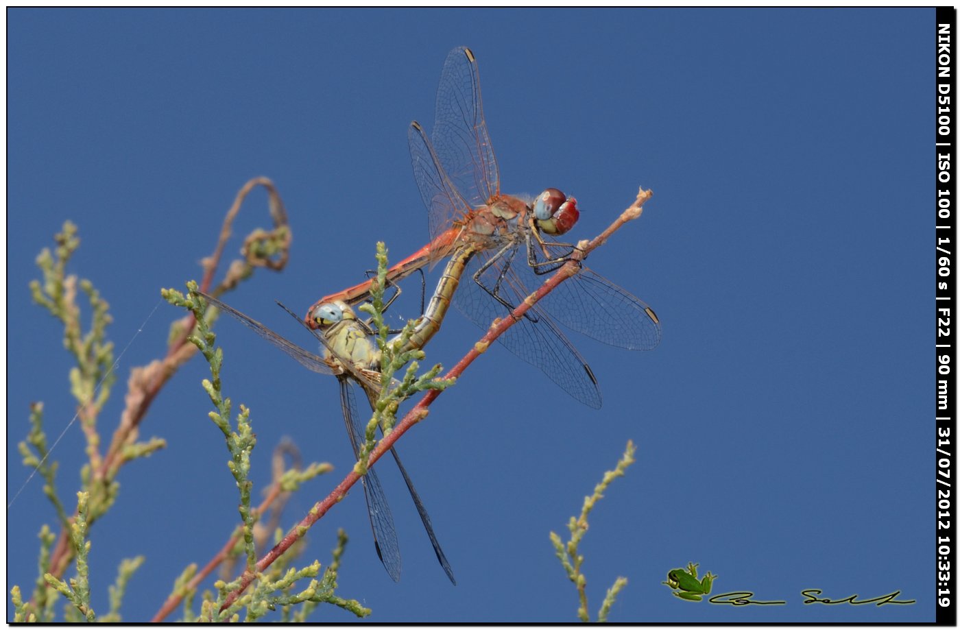 Sympetrum fonscolombei ♂♀