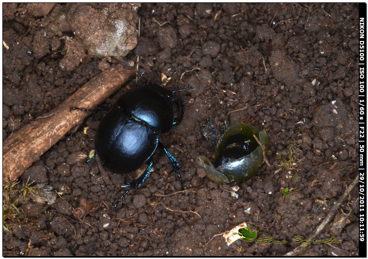 Thorectes intermedius