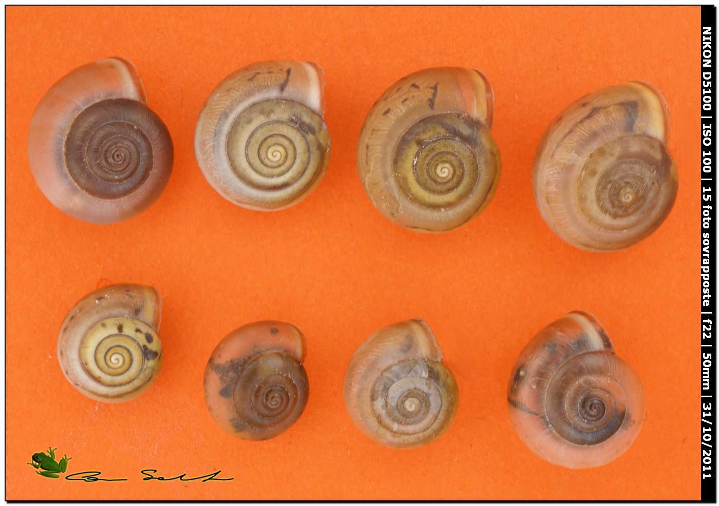Monacha cartusiana dalla Sardegna