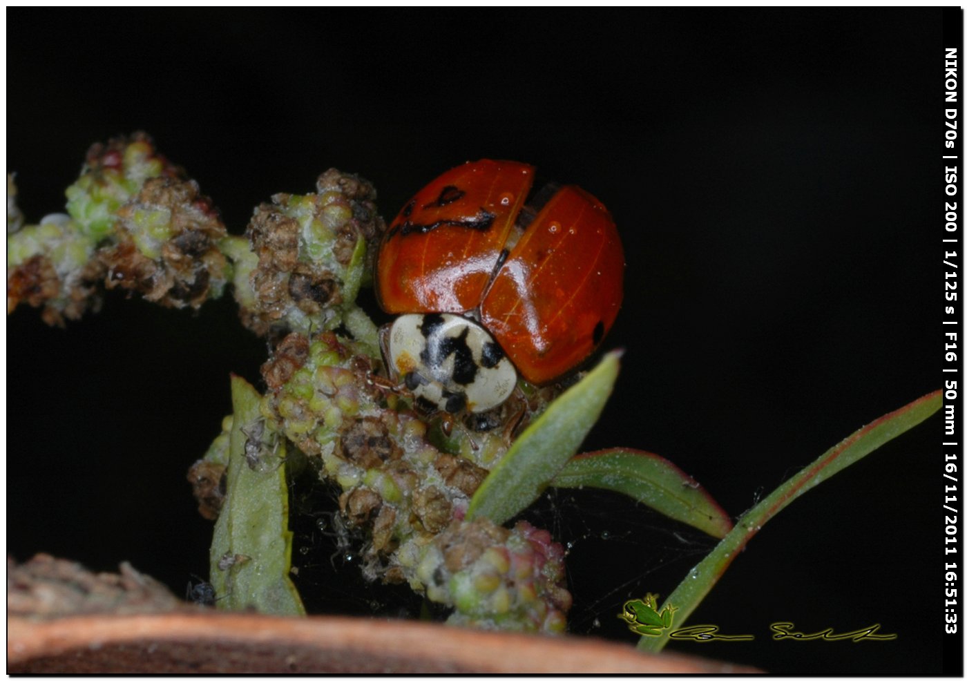 Harmonia axyridis?
